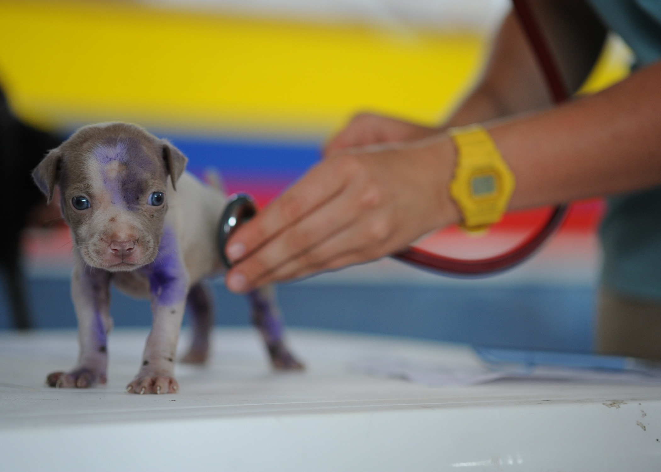 Dog health check