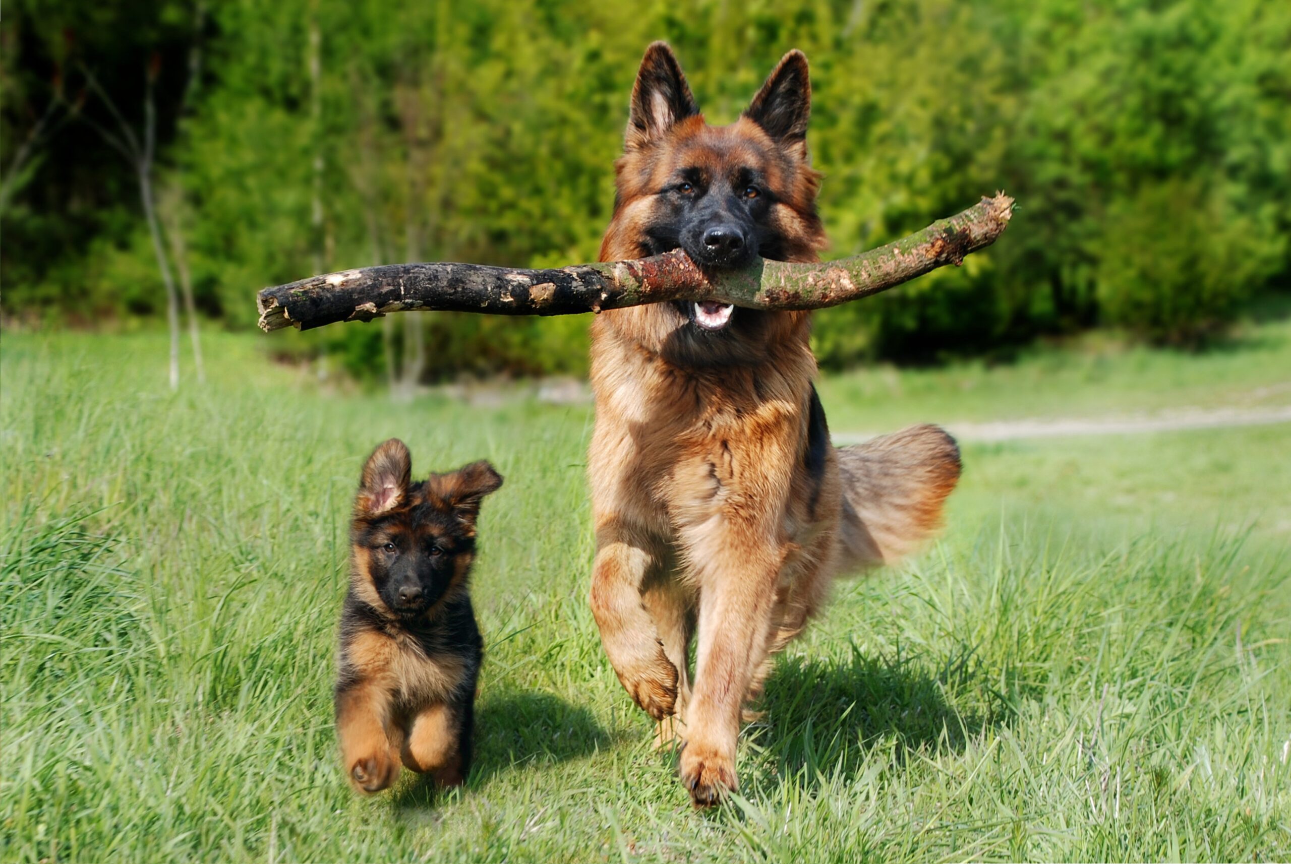Happy dog playing