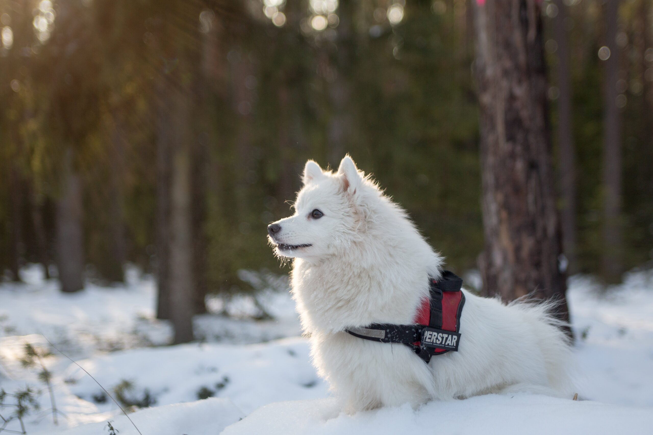 Dog breeds