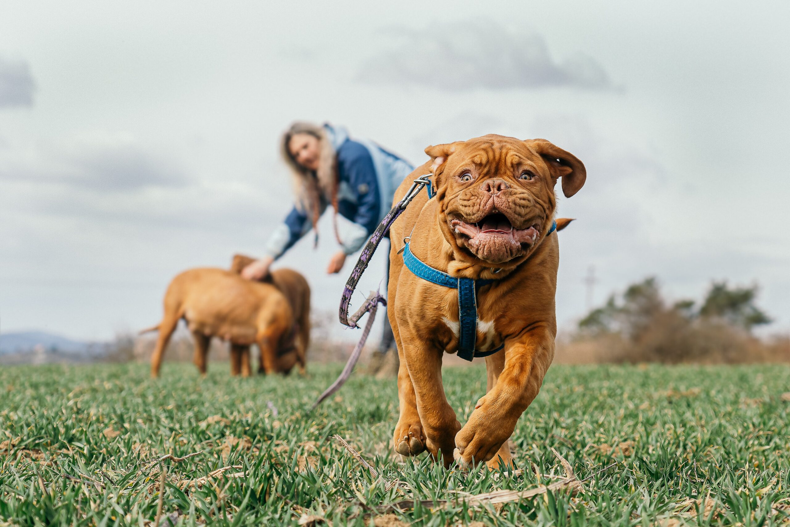 Dog training