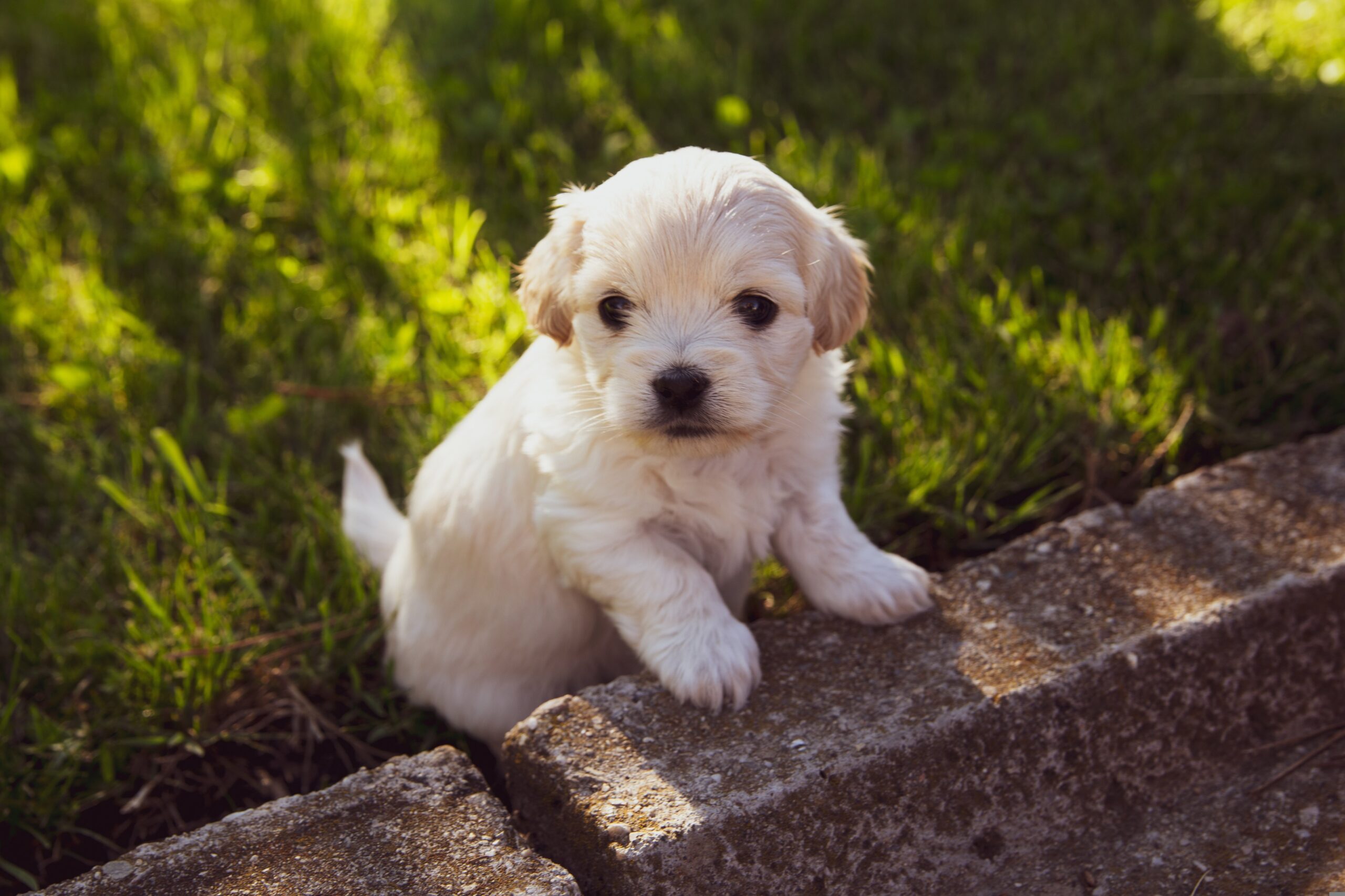 Cute puppy