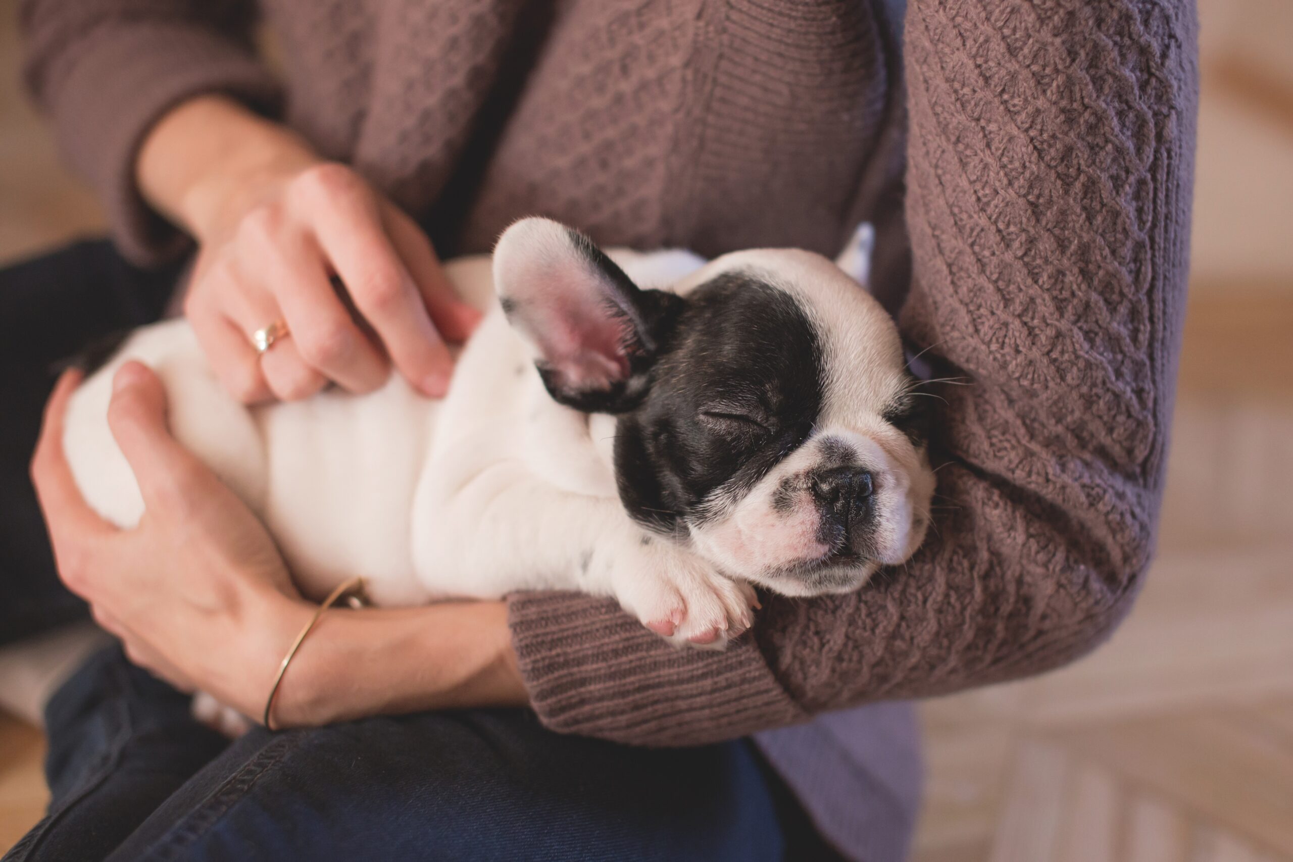 Puppy training