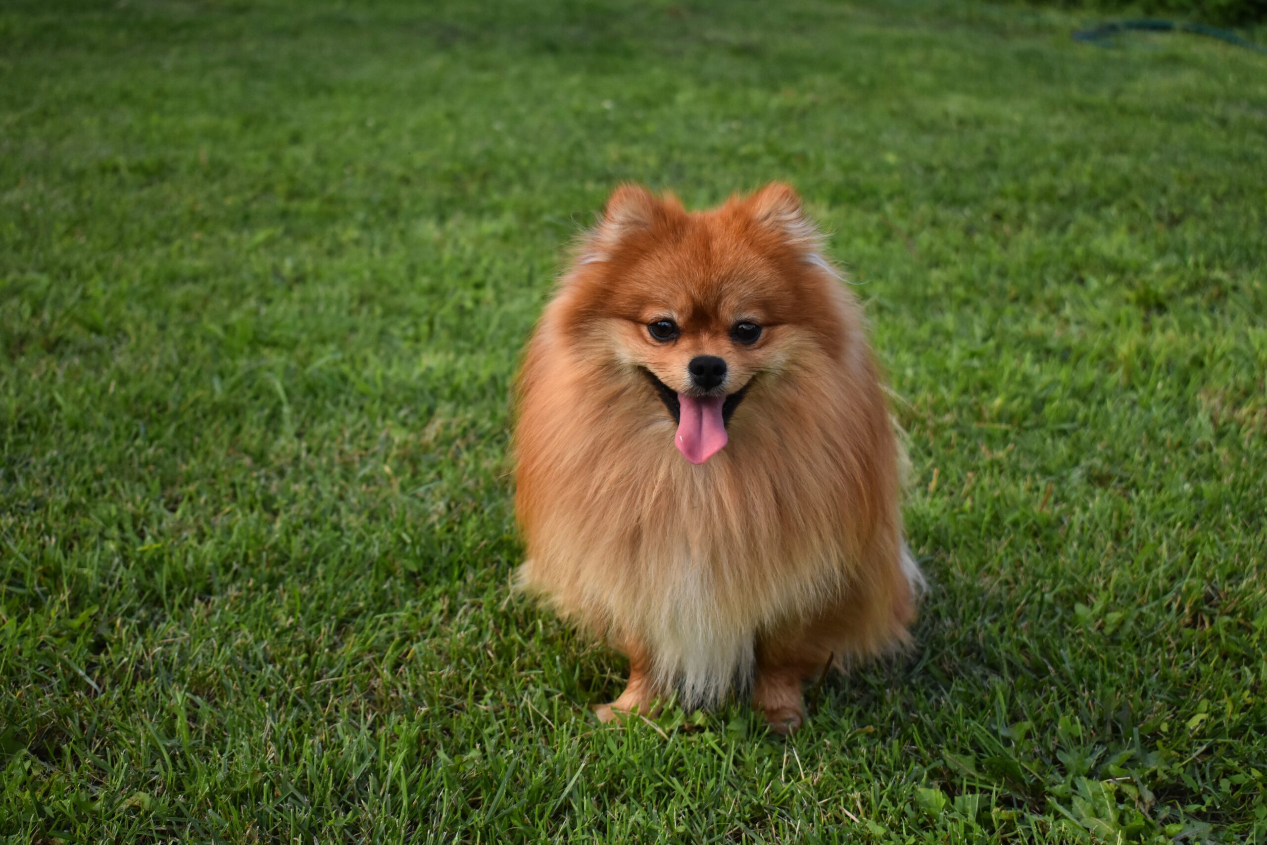 Dog in nature